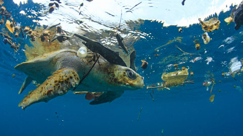 turtle eating plastic