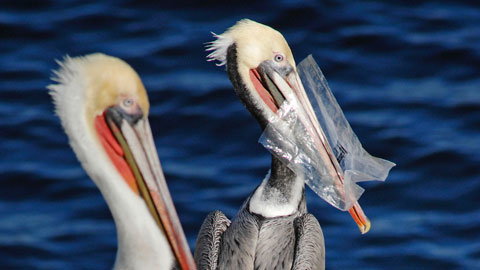 bird eating plastic